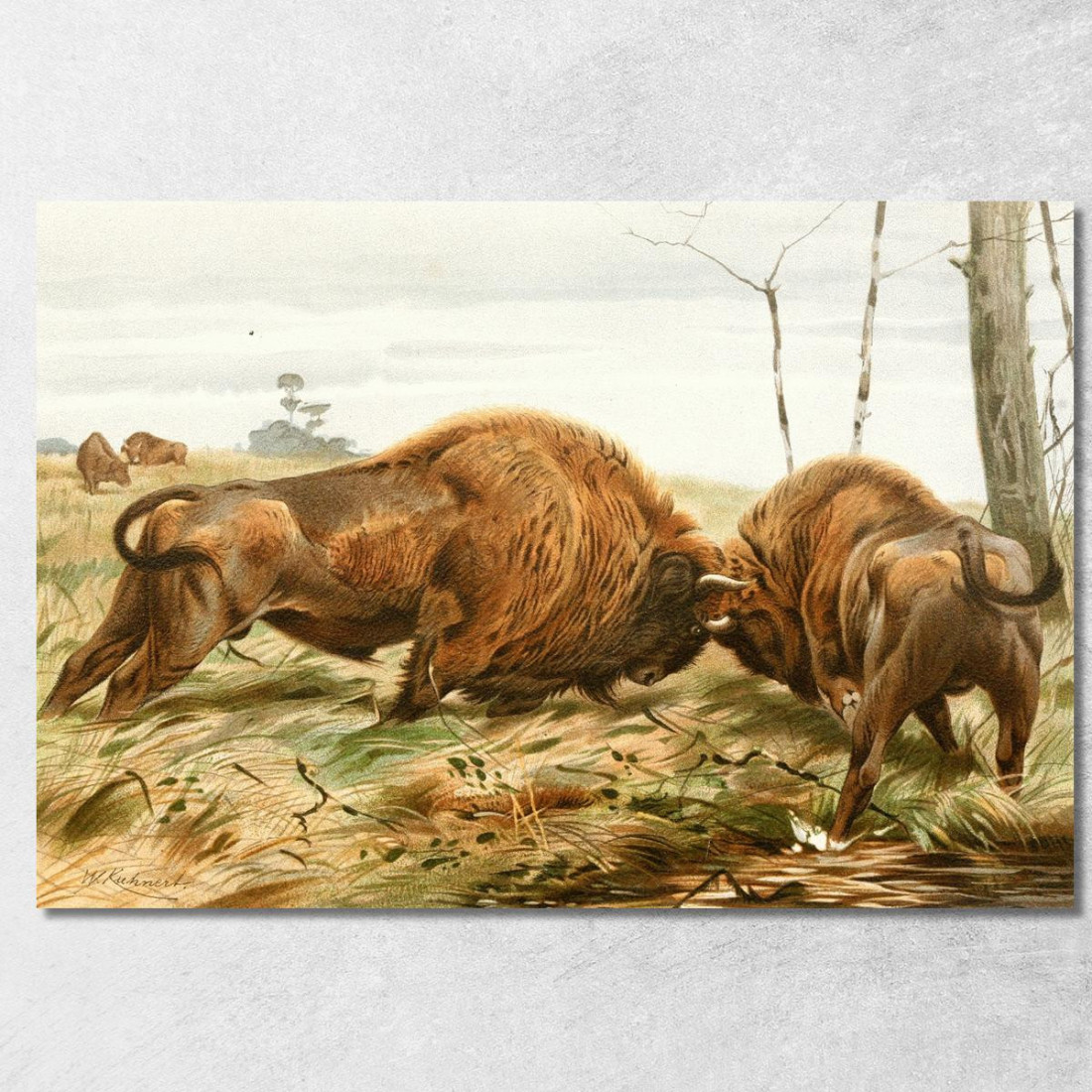 Il Bisonte Europeo Wilhelm Kuhnert wkh41 quadro stampato su tela Il Bisonte Europeo Wilhelm Kuhnert wkh41 quadro stampato su tela
