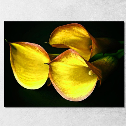 Quadro Astratto Calla Delicata abs10 quadro stampato su tela