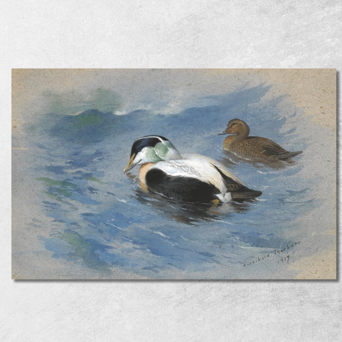 Una Coppia Di Edredoni Archibald Thorburn ath8 quadro stampato su tela Una Coppia Di Edredoni Archibald Thorburn ath8 quadro stampato su tela