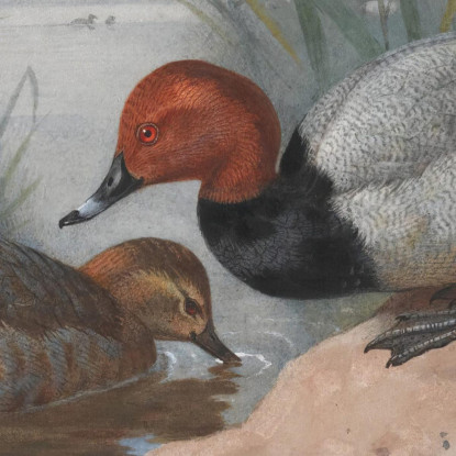 Una Coppia Di Moriglioni Archibald Thorburn ath10 quadro stampato su tela