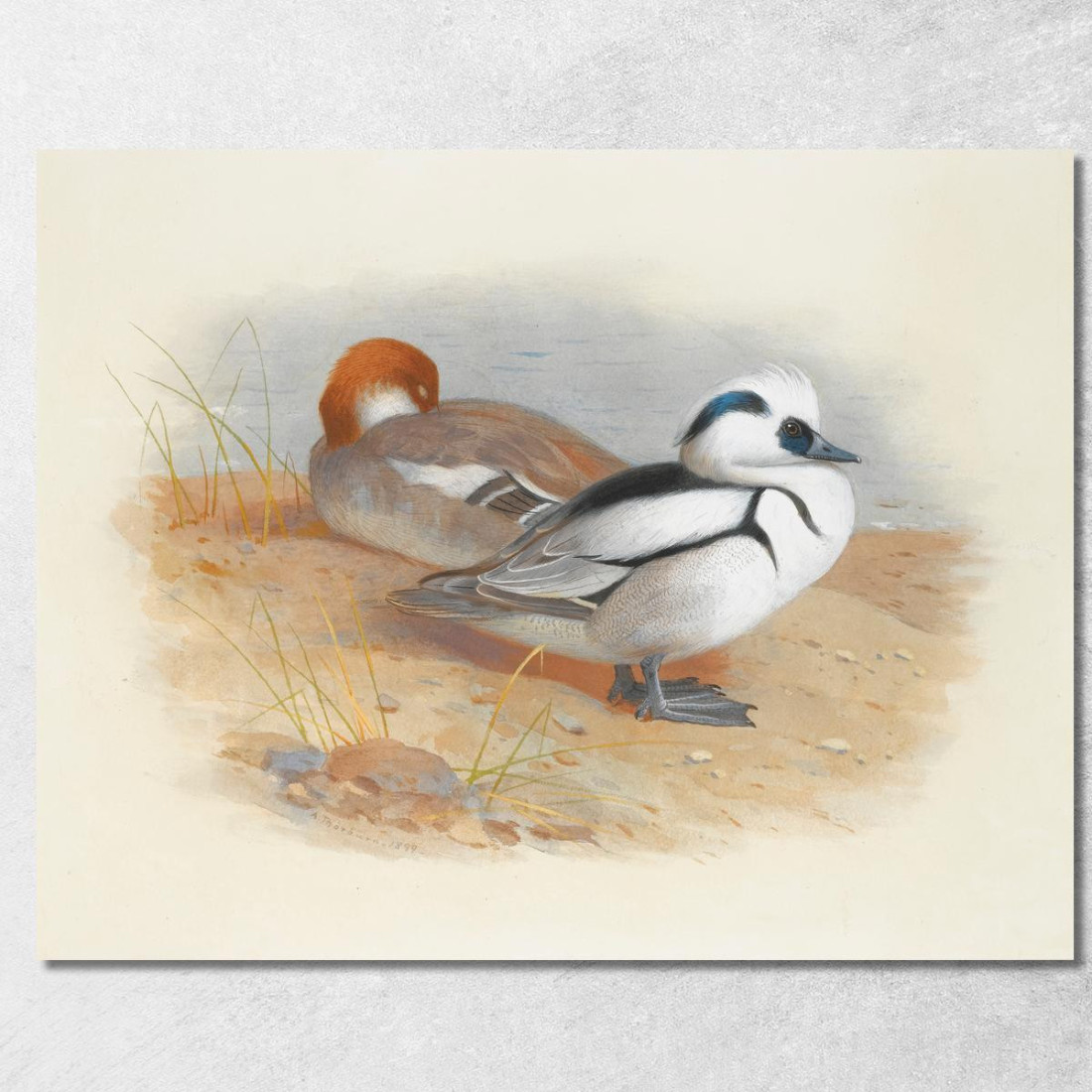 Una Coppia Di Smew Archibald Thorburn ath12 quadro stampato su tela Una Coppia Di Smew Archibald Thorburn ath12 quadro stampato su tela
