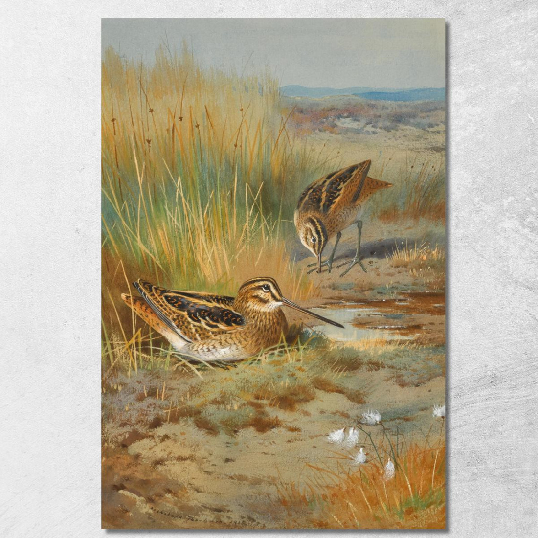 Una Coppia Di Beccaccini (Gallinago Gallinago) Archibald Thorburn ath13 quadro stampato su tela Una Coppia Di Beccaccini (Gallinago Gallinago) Archibald Thorburn ath13 quadro stampato su tela