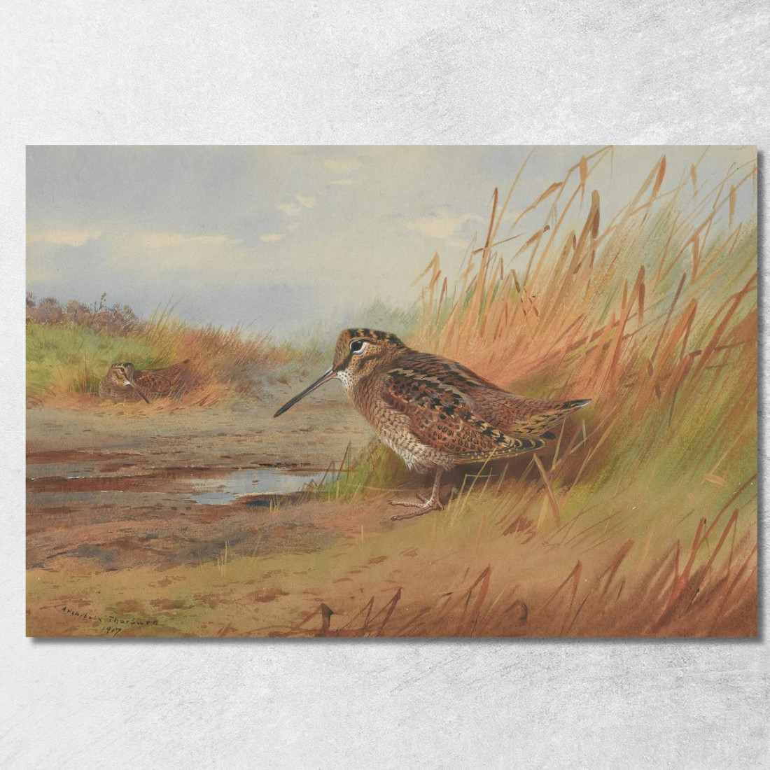 Un Beccaccino Archibald Thorburn ath15 quadro stampato su tela Un Beccaccino Archibald Thorburn ath15 quadro stampato su tela