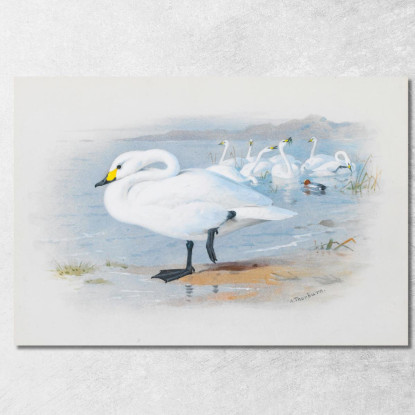 Cigno Di Bewick Archibald Thorburn ath20 quadro stampato su tela