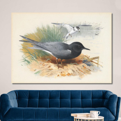 Sterna Nera E Grande Shearwater Archibald Thorburn ath21 quadro stampato su tela