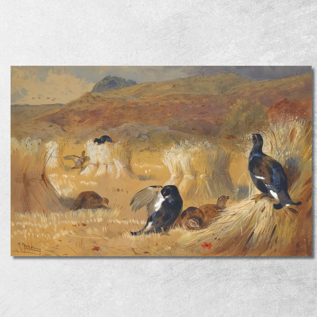 Fagiano Di Monte In Un Campo Archibald Thorburn ath25 quadro stampato su tela Fagiano Di Monte In Un Campo Archibald Thorburn ath25 quadro stampato su tela