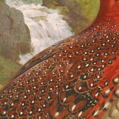 Tragopano Di Blyth Archibald Thorburn ath29 quadro stampato su tela
