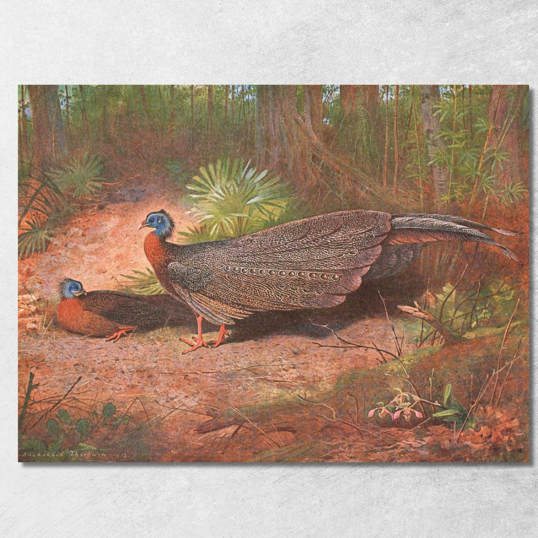 Fagiano Argus Del Borneo Archibald Thorburn ath30 quadro stampato su tela Fagiano Argus Del Borneo Archibald Thorburn ath30 quadro stampato su tela