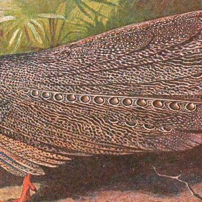 Fagiano Argus Del Borneo Archibald Thorburn ath30 quadro stampato su tela