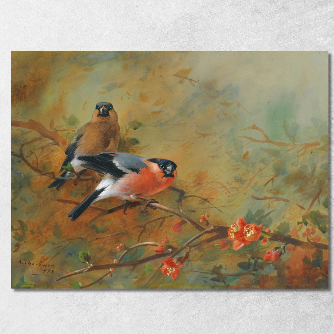 Ciuffolotti E Pyrus Japonica Archibald Thorburn ath31 quadro stampato su tela Ciuffolotti E Pyrus Japonica Archibald Thorburn ath31 quadro stampato su tela