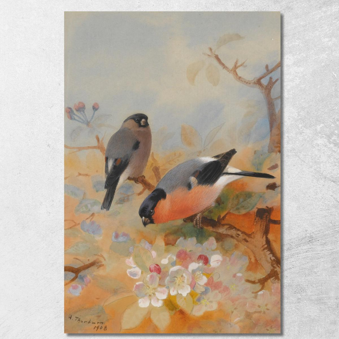 Ciuffolotti Archibald Thorburn ath32 quadro stampato su tela Ciuffolotti Archibald Thorburn ath32 quadro stampato su tela