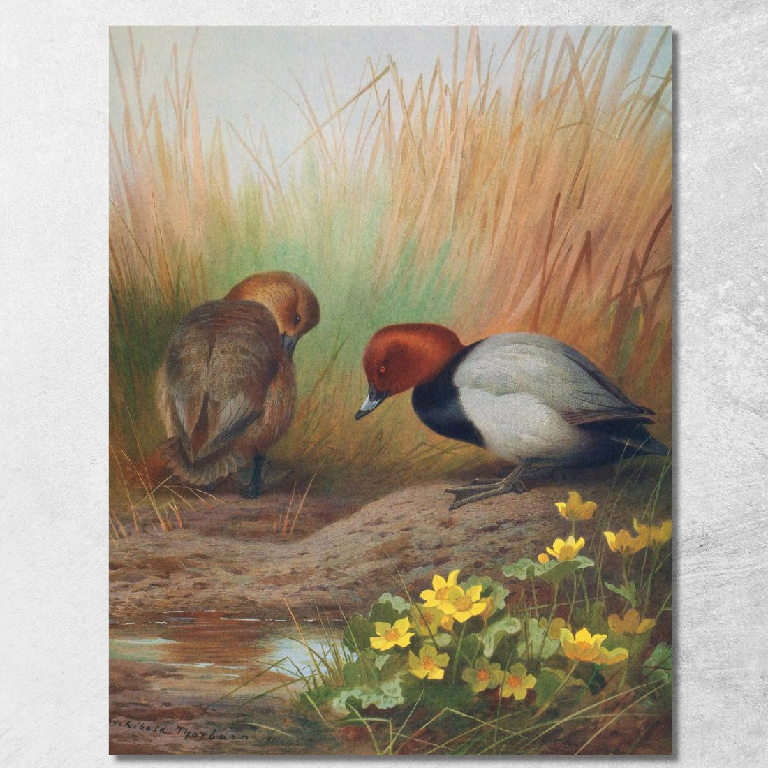 Moriglione Comune Archibald Thorburn ath37 quadro stampato su tela Moriglione Comune Archibald Thorburn ath37 quadro stampato su tela