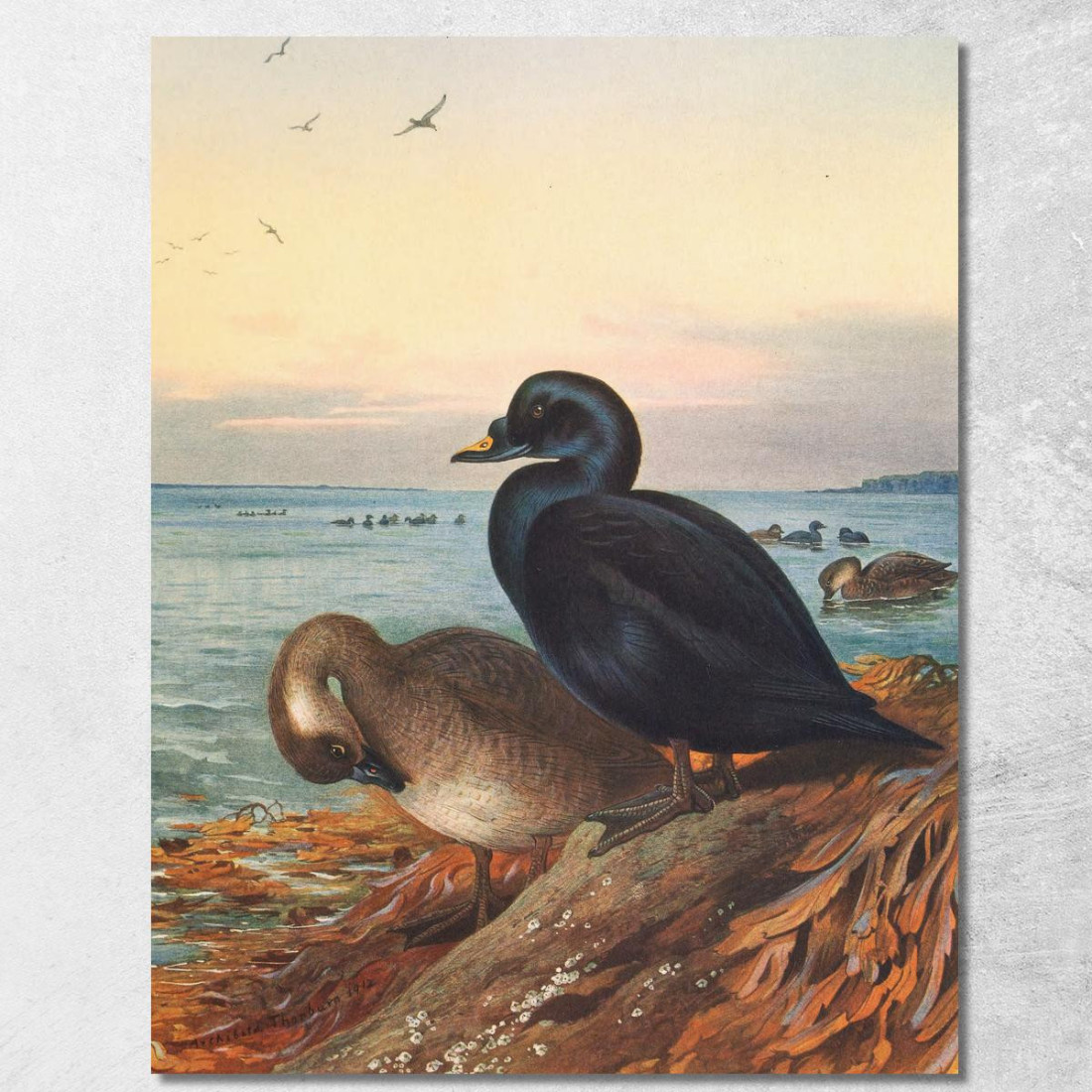 Moretta Comune Archibald Thorburn ath38 quadro stampato su tela Moretta Comune Archibald Thorburn ath38 quadro stampato su tela