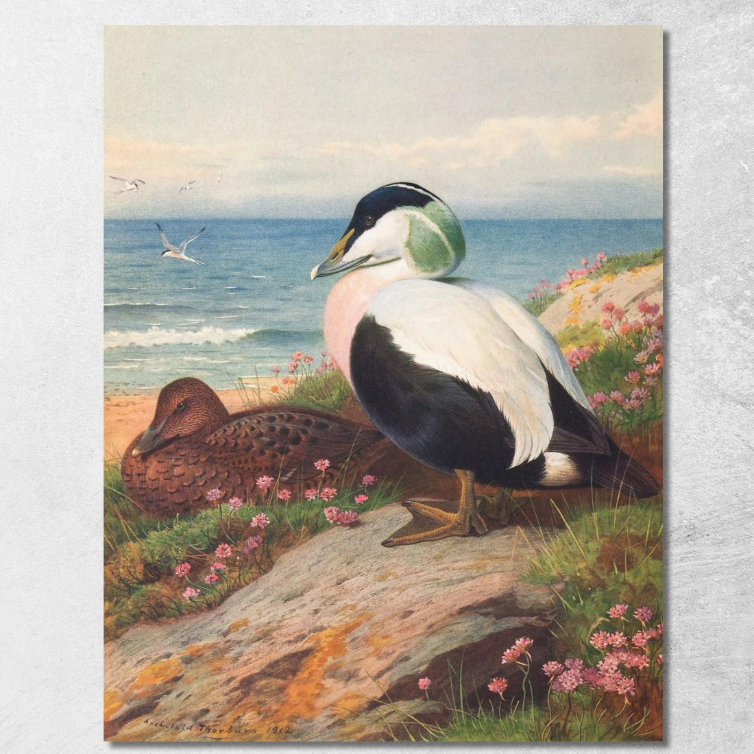 Edredone Archibald Thorburn ath44 quadro stampato su tela Edredone Archibald Thorburn ath44 quadro stampato su tela