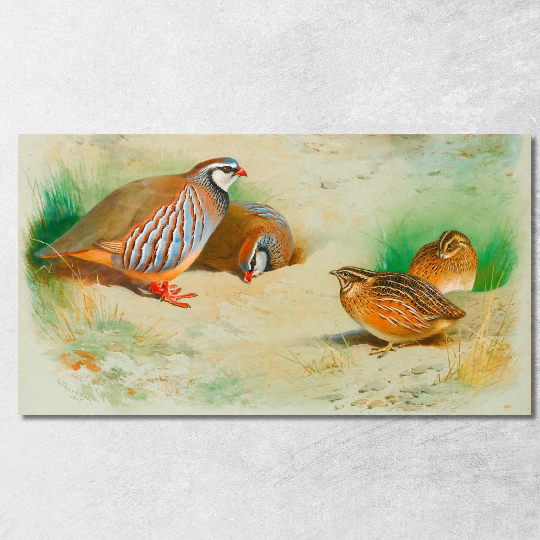 Pernice Francese E Pulcini Archibald Thorburn ath47 quadro stampato su tela Pernice Francese E Pulcini Archibald Thorburn ath47 quadro stampato su tela