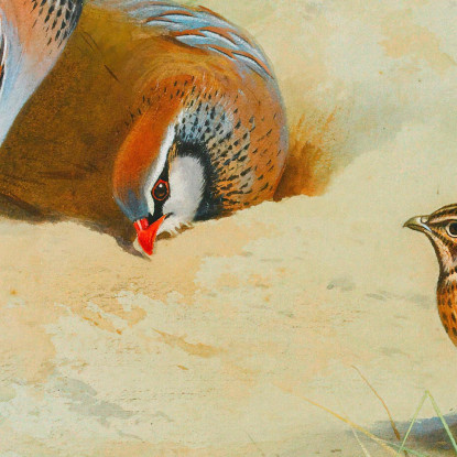 Pernice Francese E Pulcini Archibald Thorburn ath47 quadro stampato su tela