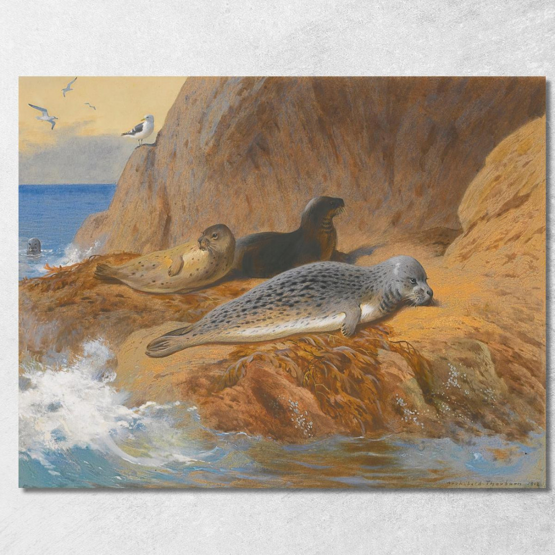 Foche Grigie E Comuni A Riposo Archibald Thorburn ath51 quadro stampato su tela Foche Grigie E Comuni A Riposo Archibald Thorburn ath51 quadro stampato su tela