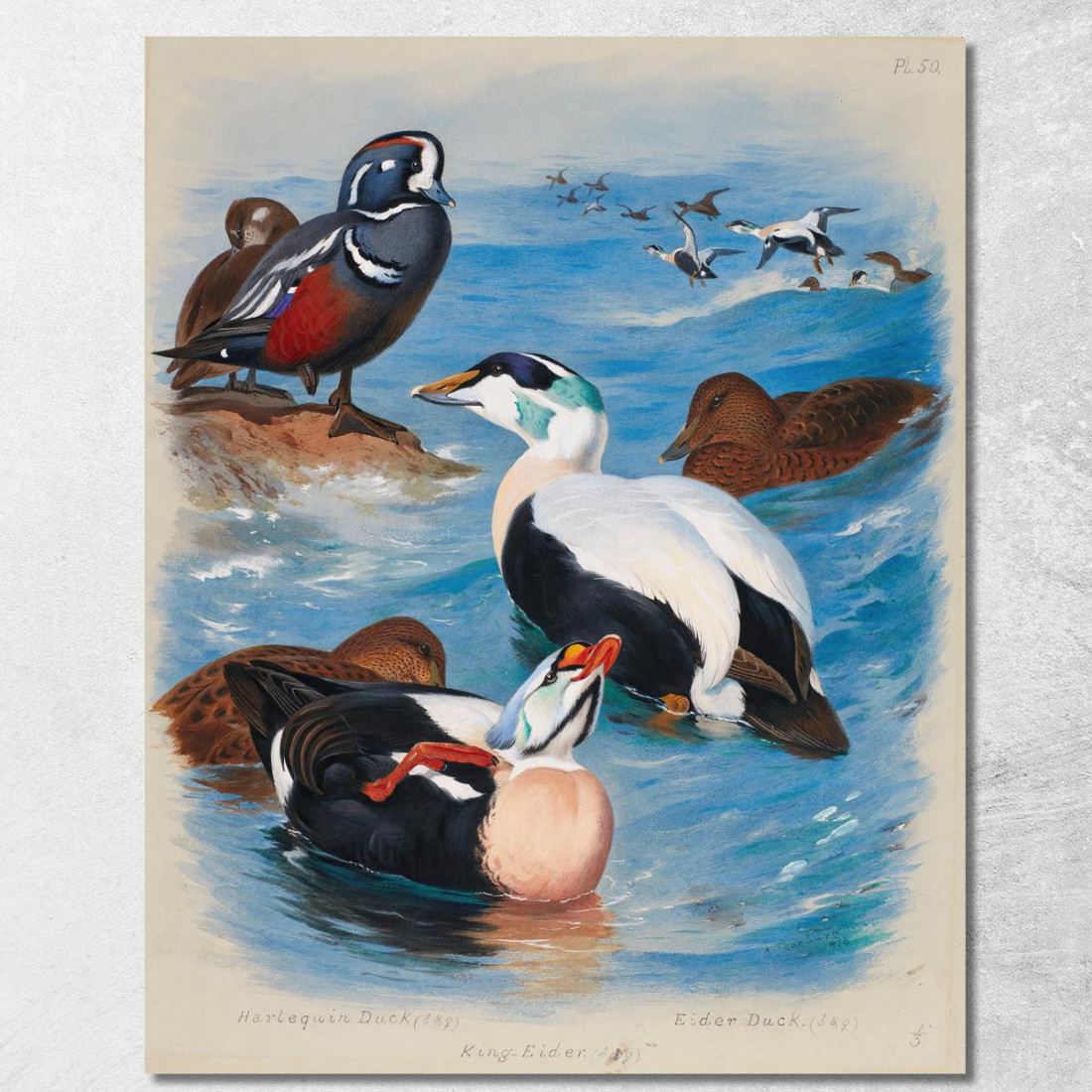 Anatre Arlecchino Ed Edredoni Archibald Thorburn ath55 quadro stampato su tela Anatre Arlecchino Ed Edredoni Archibald Thorburn ath55 quadro stampato su tela