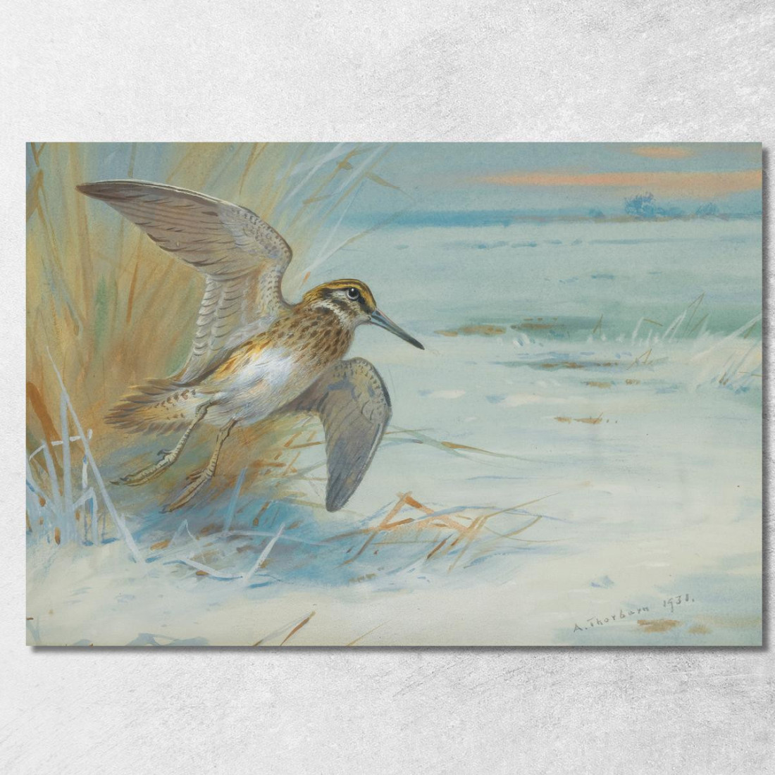 Beccaccino In Decollo Archibald Thorburn ath58 quadro stampato su tela Beccaccino In Decollo Archibald Thorburn ath58 quadro stampato su tela