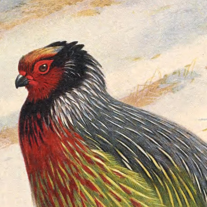 Pernice Sanguigna Di Kuser Archibald Thorburn ath60 quadro stampato su tela