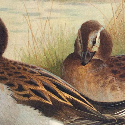 Moretta Codona In Estate Archibald Thorburn ath62 quadro stampato su tela