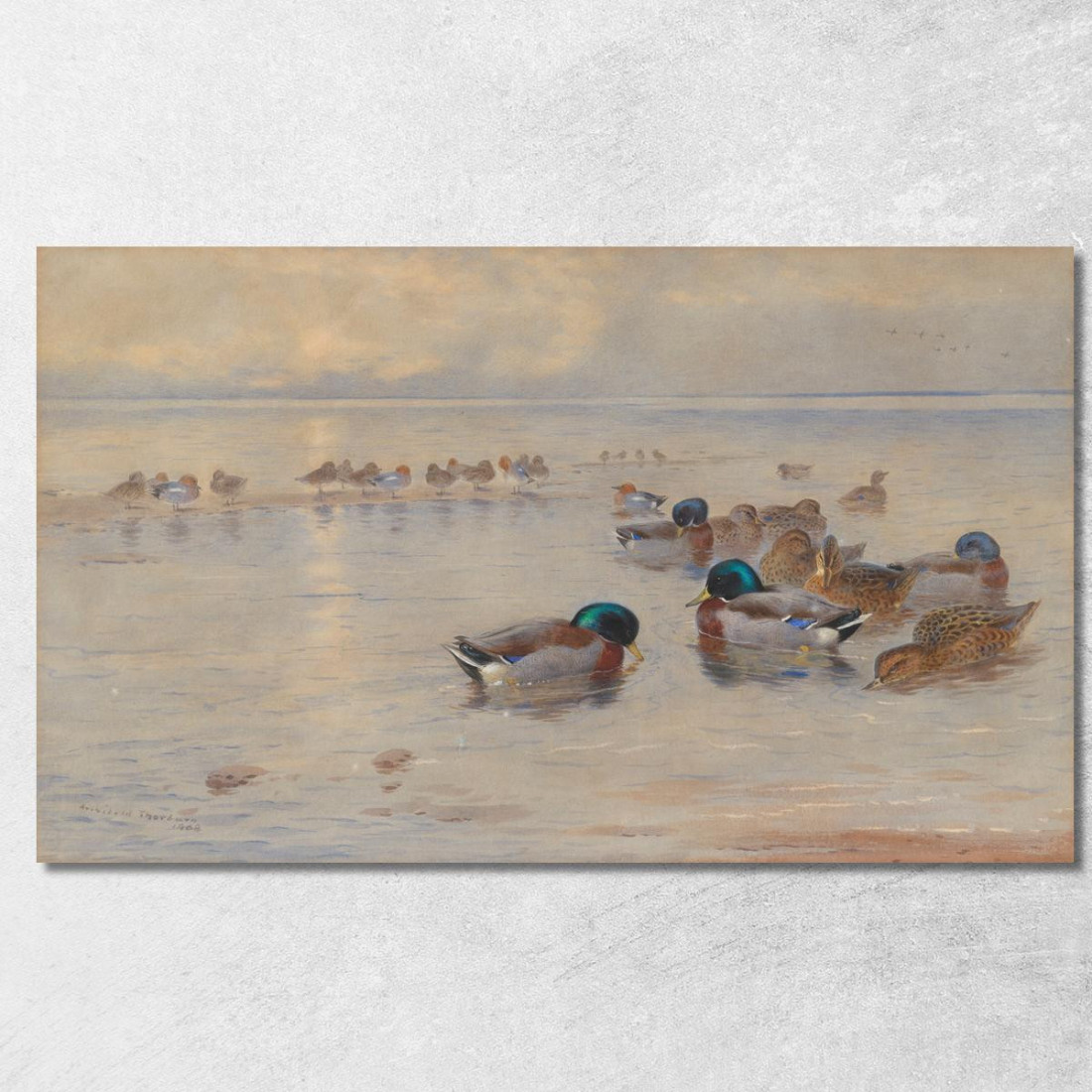 Germani Reali Su Un Lago Archibald Thorburn ath67 quadro stampato su tela Germani Reali Su Un Lago Archibald Thorburn ath67 quadro stampato su tela