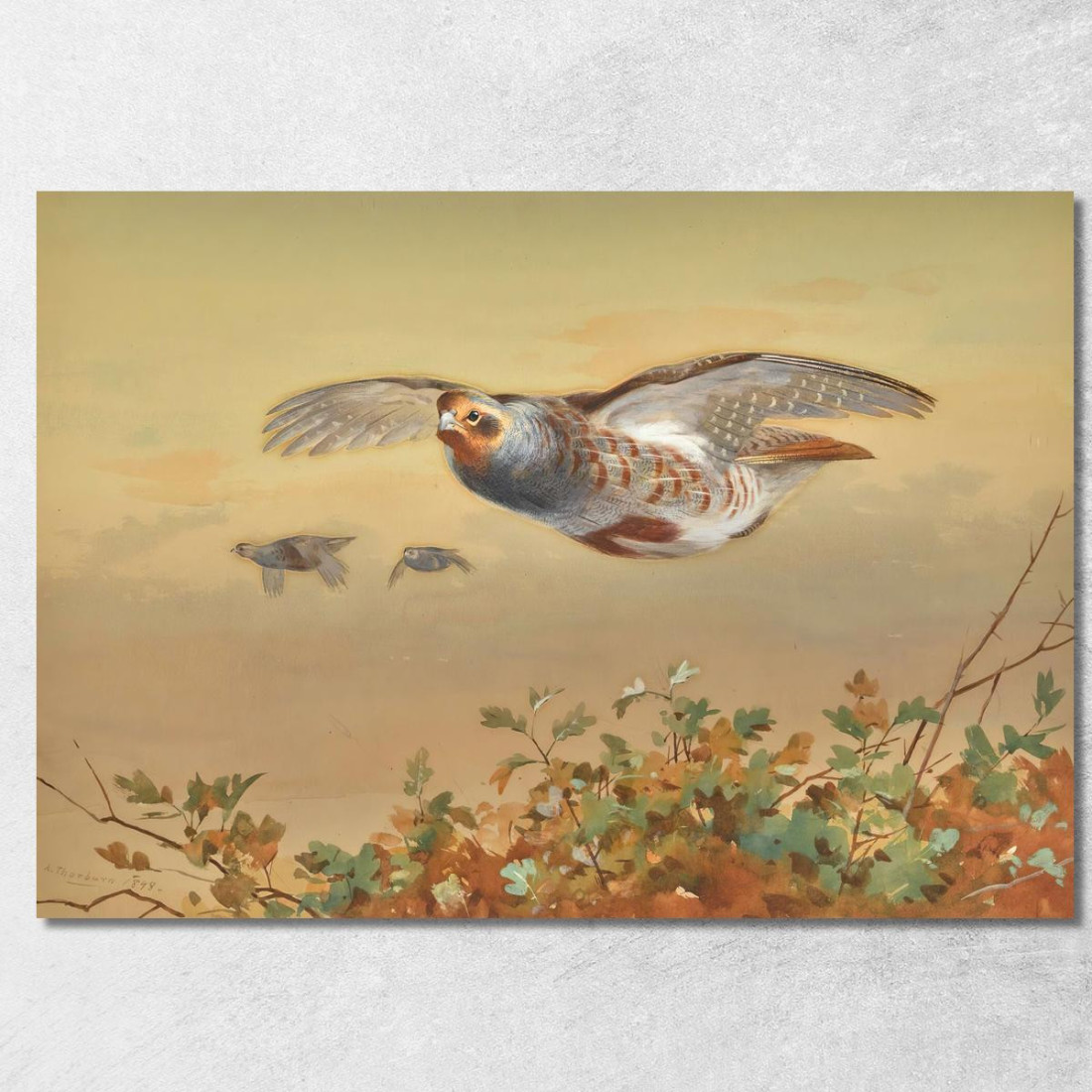 Pernice In Volo Archibald Thorburn ath74 quadro stampato su tela Pernice In Volo Archibald Thorburn ath74 quadro stampato su tela