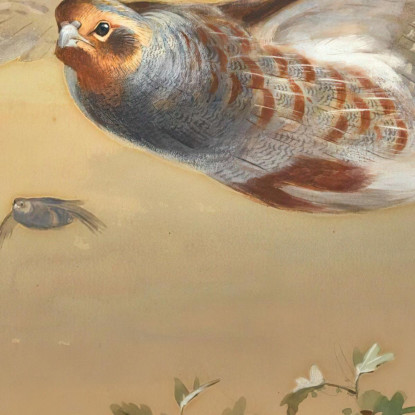 Pernice In Volo Archibald Thorburn ath74 quadro stampato su tela