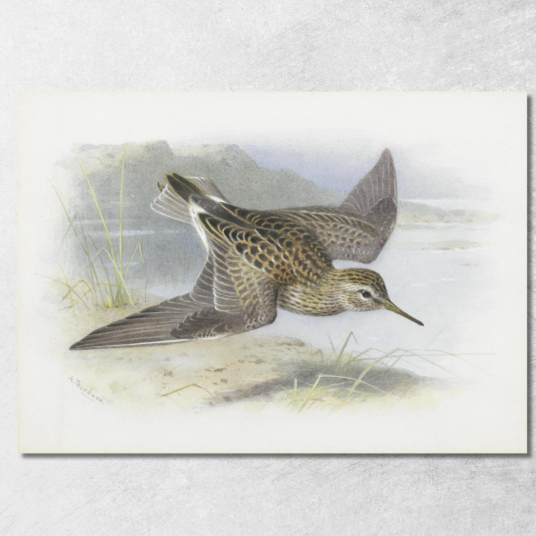 Piro-Piro Pettorale Archibald Thorburn ath78 quadro stampato su tela Piro-Piro Pettorale Archibald Thorburn ath78 quadro stampato su tela