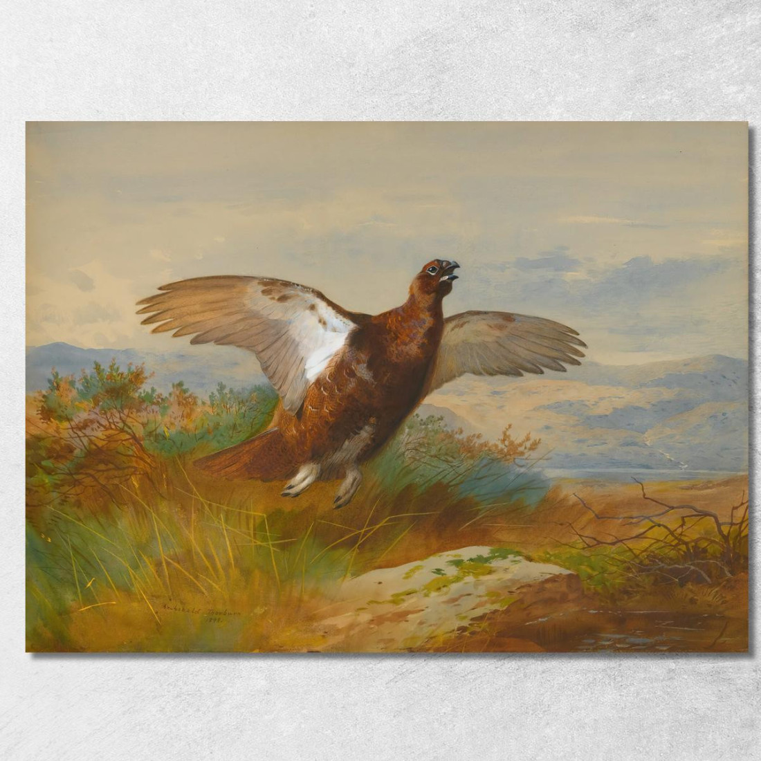Pernice Rossa In Volo Archibald Thorburn ath86 quadro stampato su tela Pernice Rossa In Volo Archibald Thorburn ath86 quadro stampato su tela