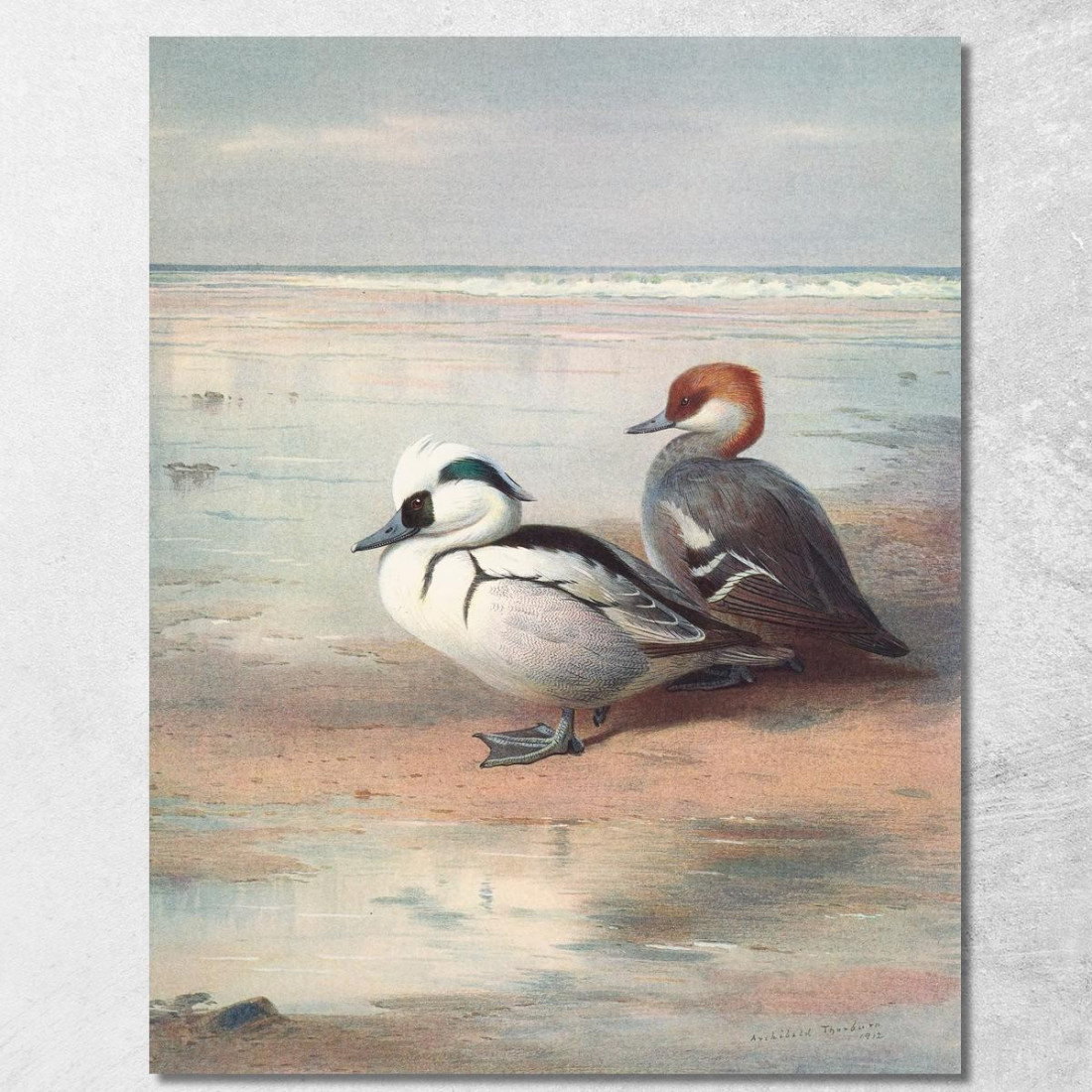 Smergo Minore Archibald Thorburn ath92 quadro stampato su tela Smergo Minore Archibald Thorburn ath92 quadro stampato su tela