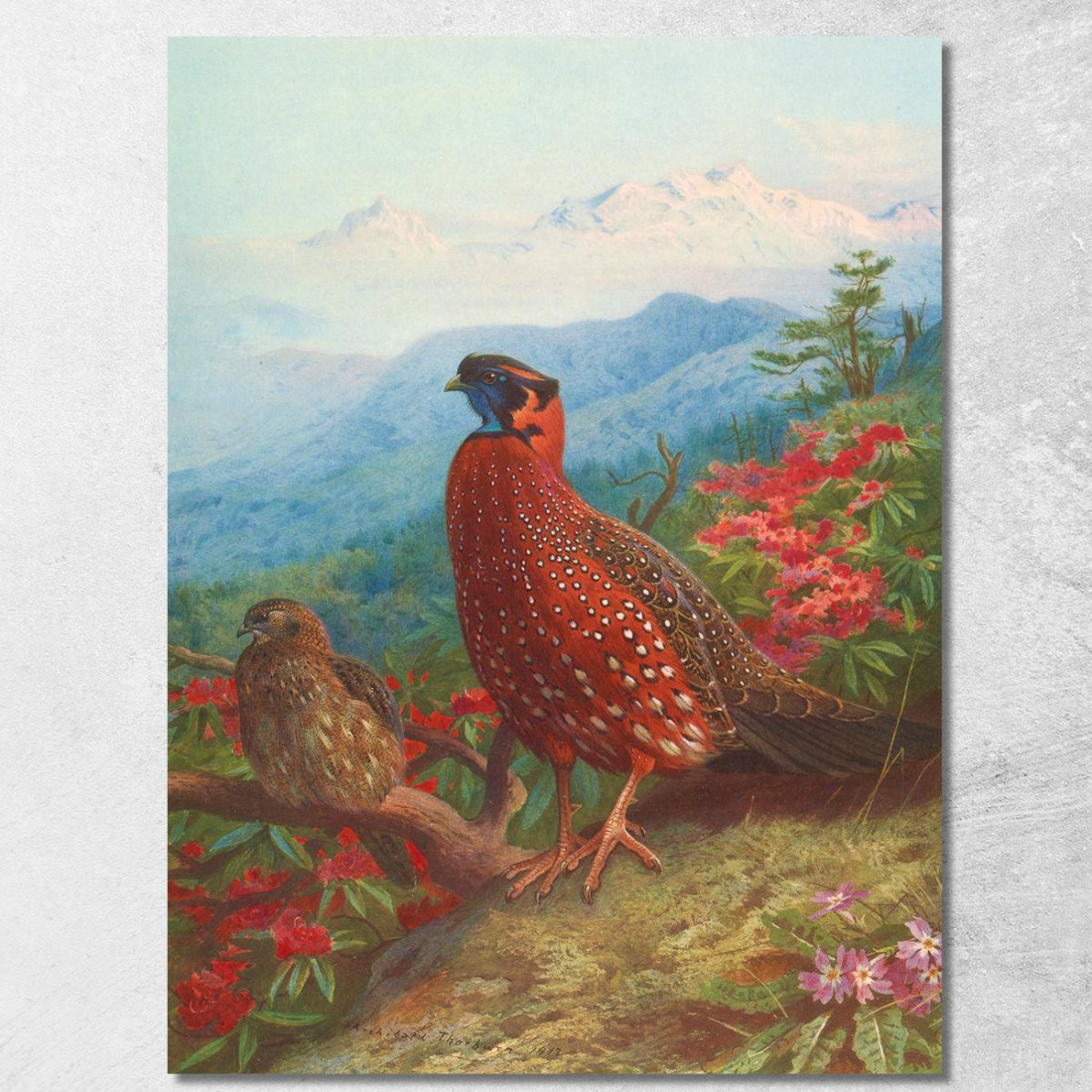 Tragopano Satira Archibald Thorburn ath103 quadro stampato su tela Tragopano Satira Archibald Thorburn ath103 quadro stampato su tela