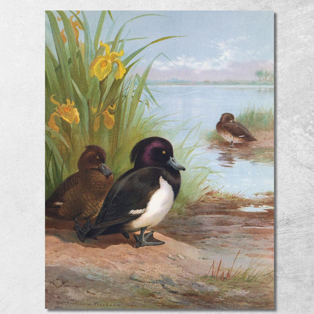 Moretta Tufted Archibald Thorburn ath106 quadro stampato su tela Moretta Tufted Archibald Thorburn ath106 quadro stampato su tela