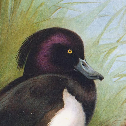 Moretta Tufted Archibald Thorburn ath106 quadro stampato su tela
