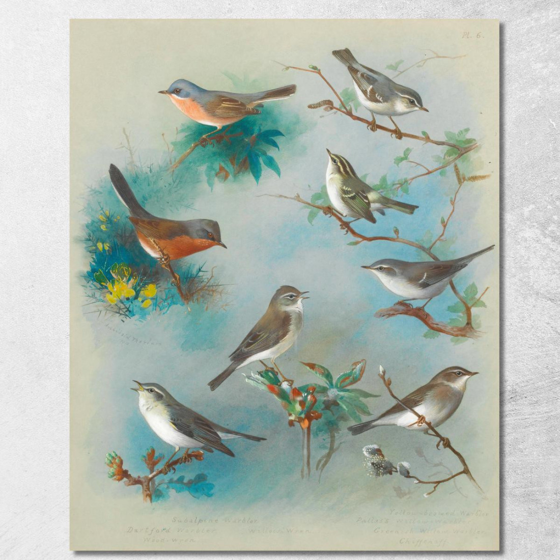Cannaiola E Scriccioli Archibald Thorburn ath108 quadro stampato su tela Cannaiola E Scriccioli Archibald Thorburn ath108 quadro stampato su tela