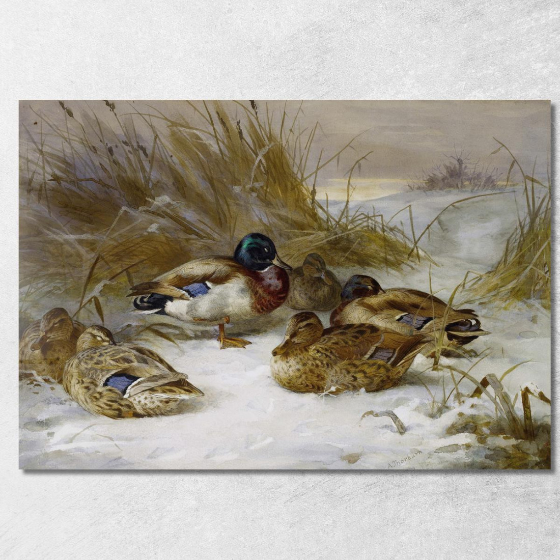 Paesaggio Invernale Con Germano Reale Archibald Thorburn ath111 quadro stampato su tela Paesaggio Invernale Con Germano Reale Archibald Thorburn ath111 quadro stampato su tela