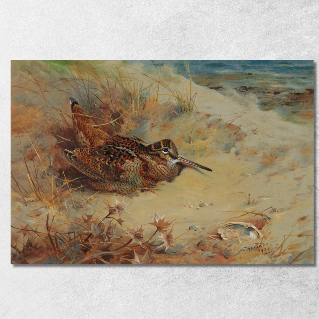 Beccaccia Rifugiata Nelle Dune Di Sabbia Archibald Thorburn ath114 quadro stampato su tela Beccaccia Rifugiata Nelle Dune Di Sabbia Archibald Thorburn ath114 quadro stampato su tela
