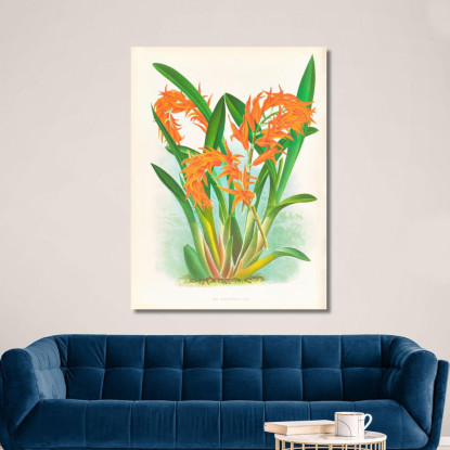 Illustrazioni Botaniche Ada Aurantiaca Jean Jules Linden jjl1 quadro stampato su tela