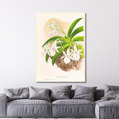 Illustrazioni Botaniche Aeranthus Leonis Jean Jules Linden jjl2 quadro stampato su tela