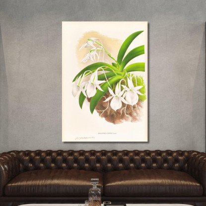 Illustrazioni Botaniche Aeranthus Leonis Jean Jules Linden jjl2 quadro stampato su tela