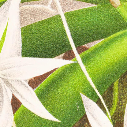 Illustrazioni Botaniche Aeranthus Leonis Jean Jules Linden jjl2 quadro stampato su tela