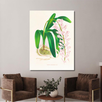 Illustrazioni Botaniche Aerides Augustianum Jean Jules Linden jjl3 quadro stampato su tela