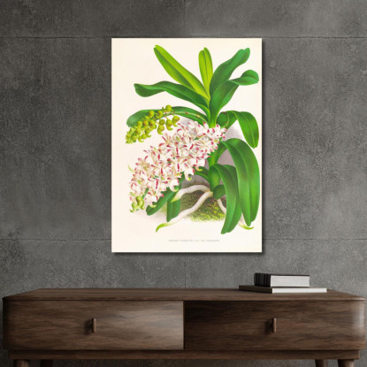 Illustrazioni Botaniche Aerides Odoratum Jean Jules Linden jjl5 quadro stampato su tela