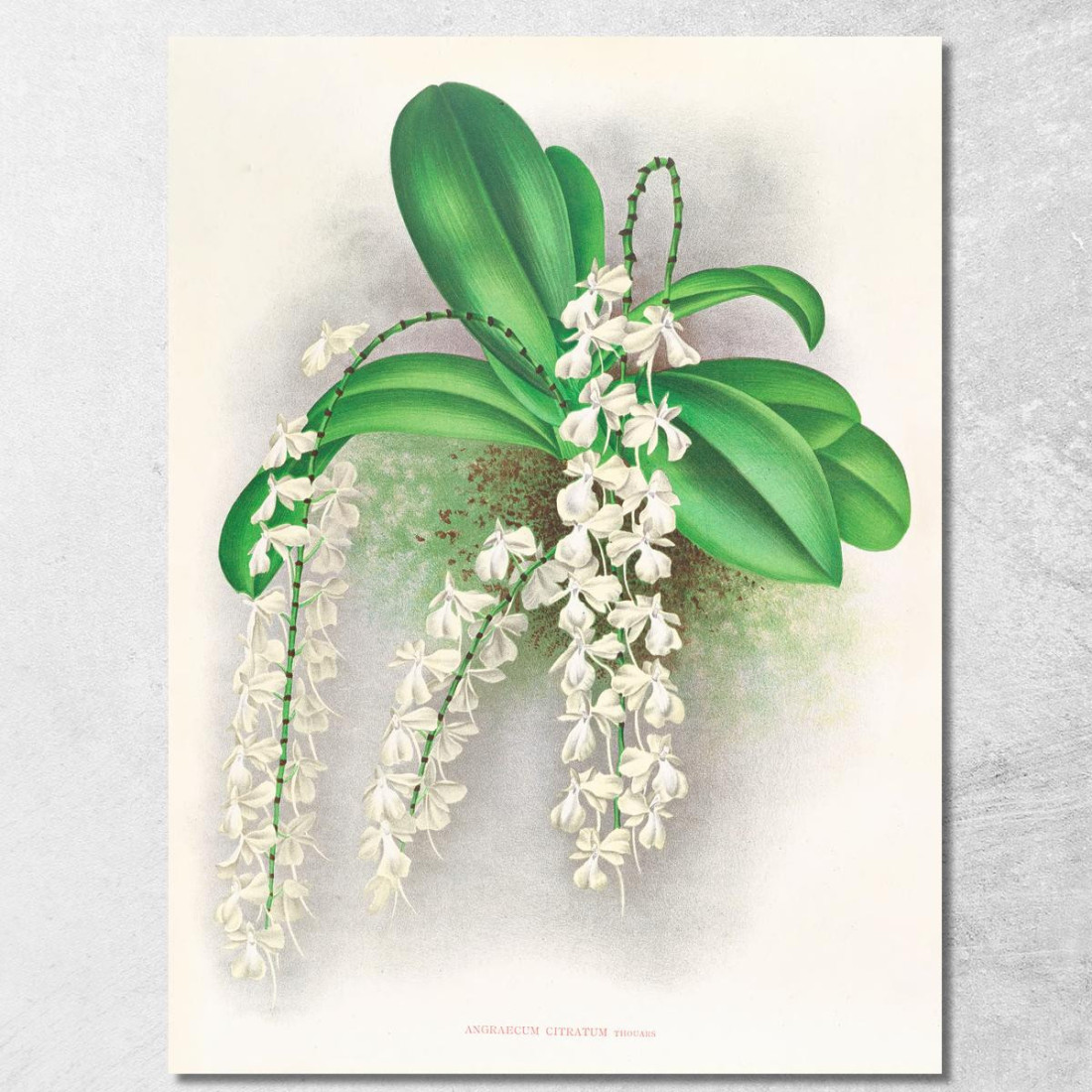 Illustrazioni Botaniche Angraecum Citratum Jean Jules Linden jjl8 quadro stampato su tela