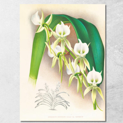 Illustrazioni Botaniche Angraecum Eburneum Var Superbum Jean Jules Linden jjl9 quadro stampato su tela