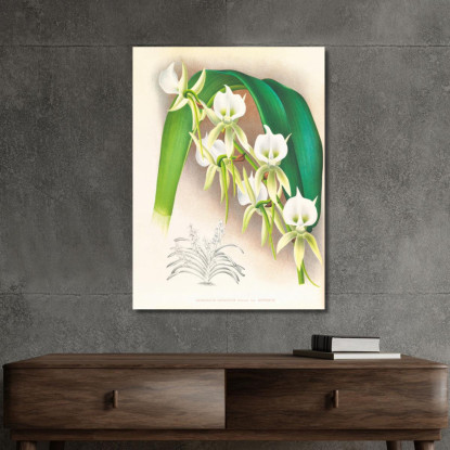 Illustrazioni Botaniche Angraecum Eburneum Var Superbum Jean Jules Linden jjl9 quadro stampato su tela