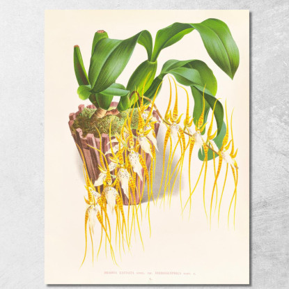 Illustrazioni Botaniche Brassia Caudata Jean Jules Linden jjl16 quadro stampato su tela