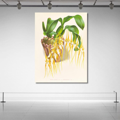 Illustrazioni Botaniche Brassia Caudata Jean Jules Linden jjl16 quadro stampato su tela