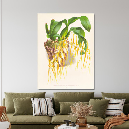 Illustrazioni Botaniche Brassia Caudata Jean Jules Linden jjl16 quadro stampato su tela