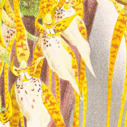 Illustrazioni Botaniche Brassia Caudata Jean Jules Linden jjl16 quadro stampato su tela
